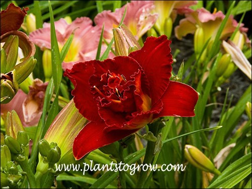 Daylily Moses Fire
6